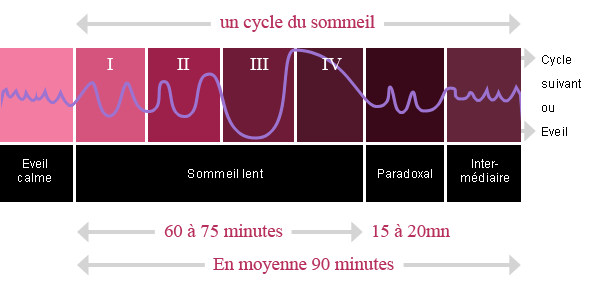 Les cycles du sommeil